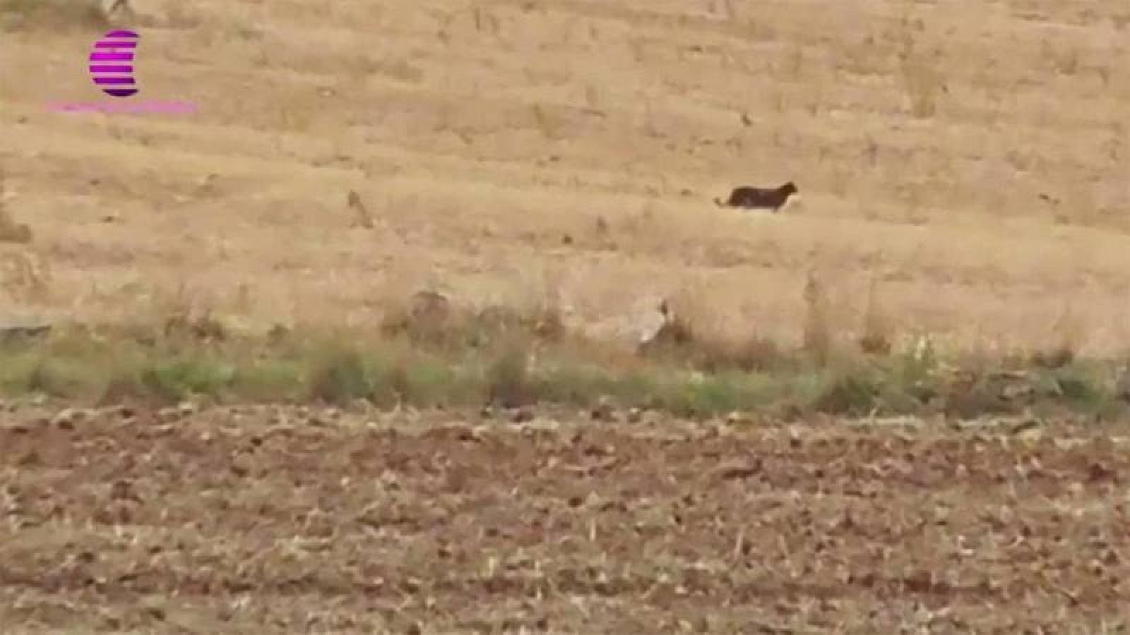 Las imágenes del supuesto animal han sido emitidas en la televisión local Guadalajara Media.