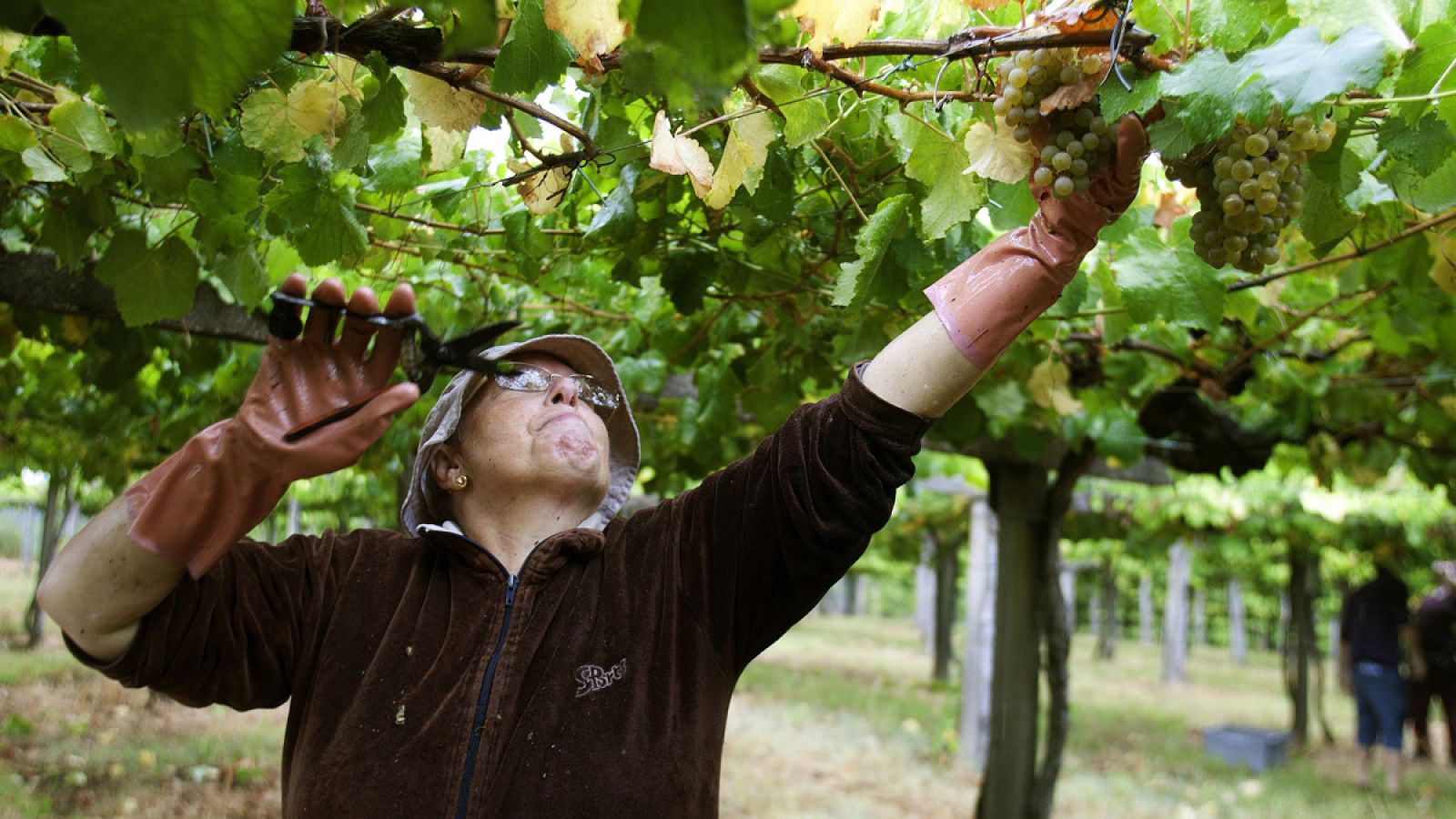 Una mujer trabajando en la vendimia en Rías Baixas