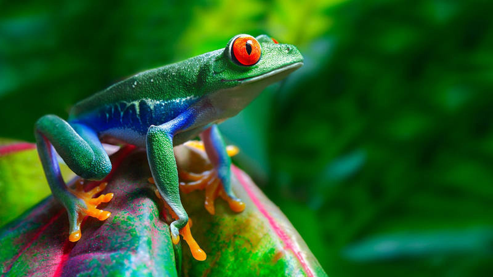 Los machos de 178 especies de ranas cambian de color 