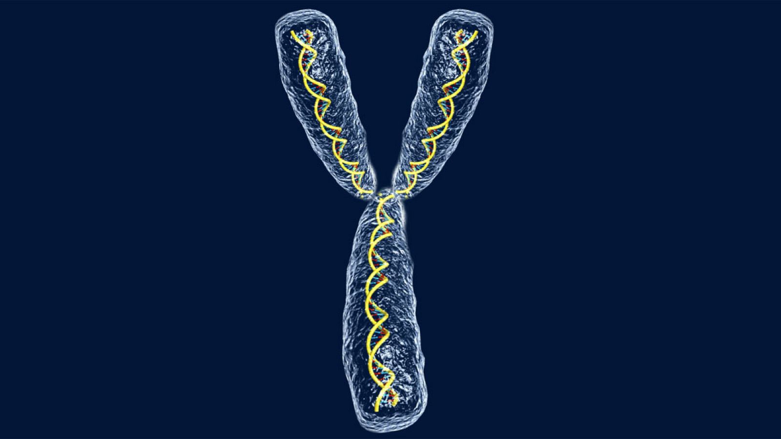 Ilustración del ADN del cromosoma Y