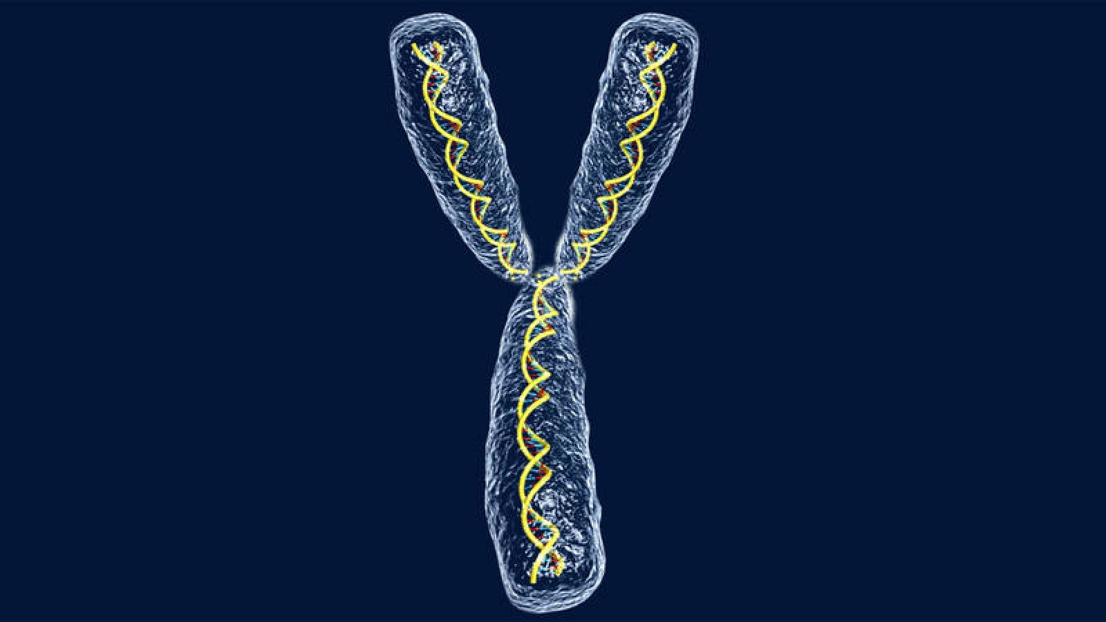 Ilustración del ADN del cromosoma Y