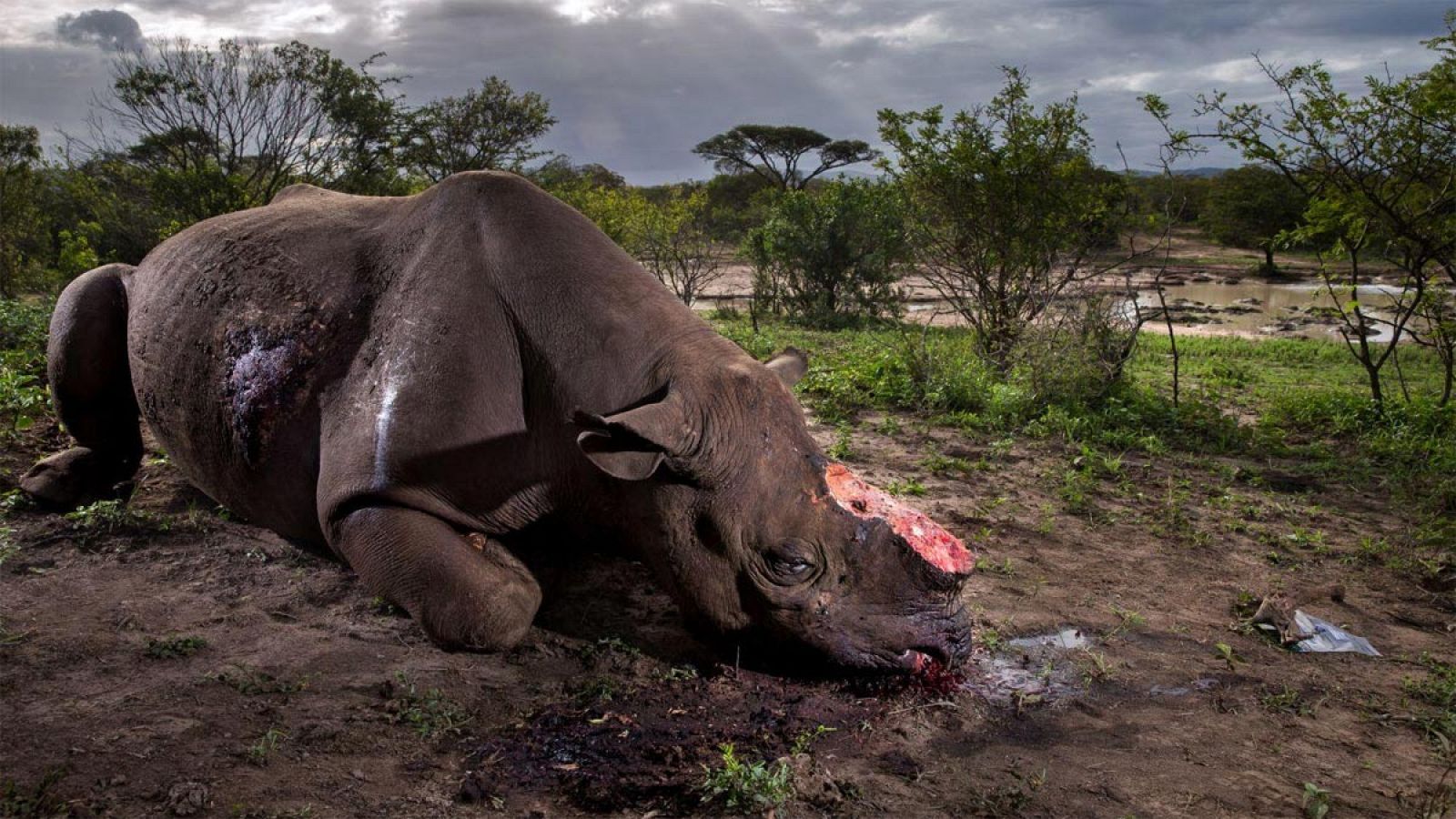 'Memorial a una especie'.