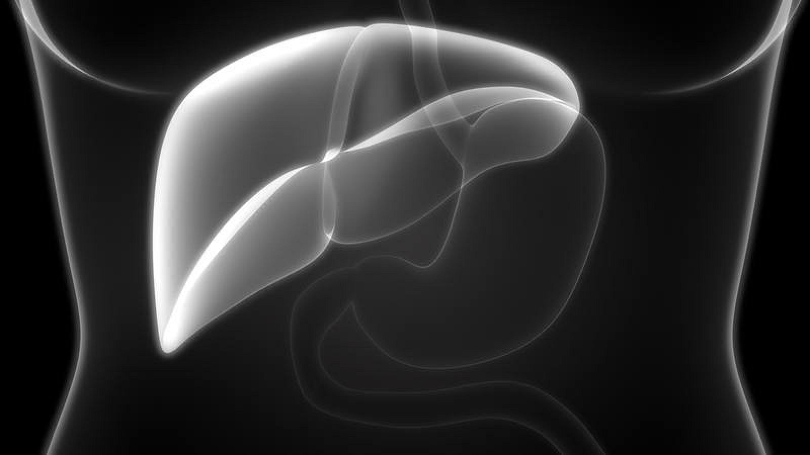 Anatomía humana - Hígado