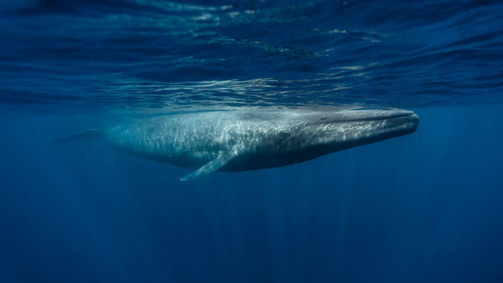 Ballena en el agua