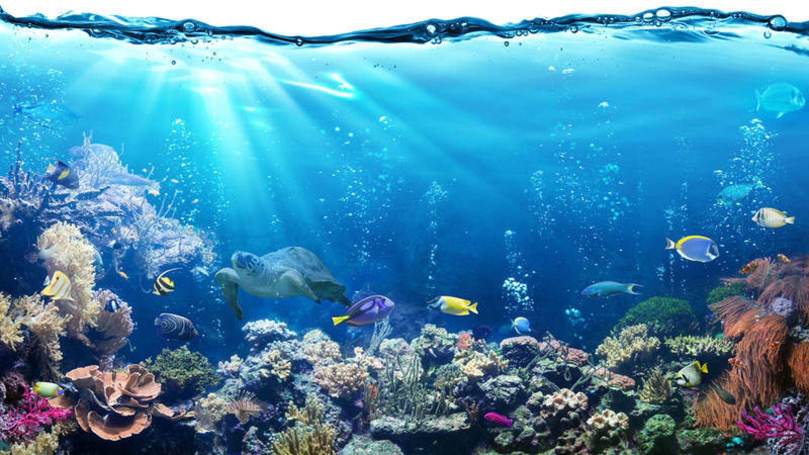 El carbono que absorbe el mar es entre un 30% y 60% | RTVE.es
