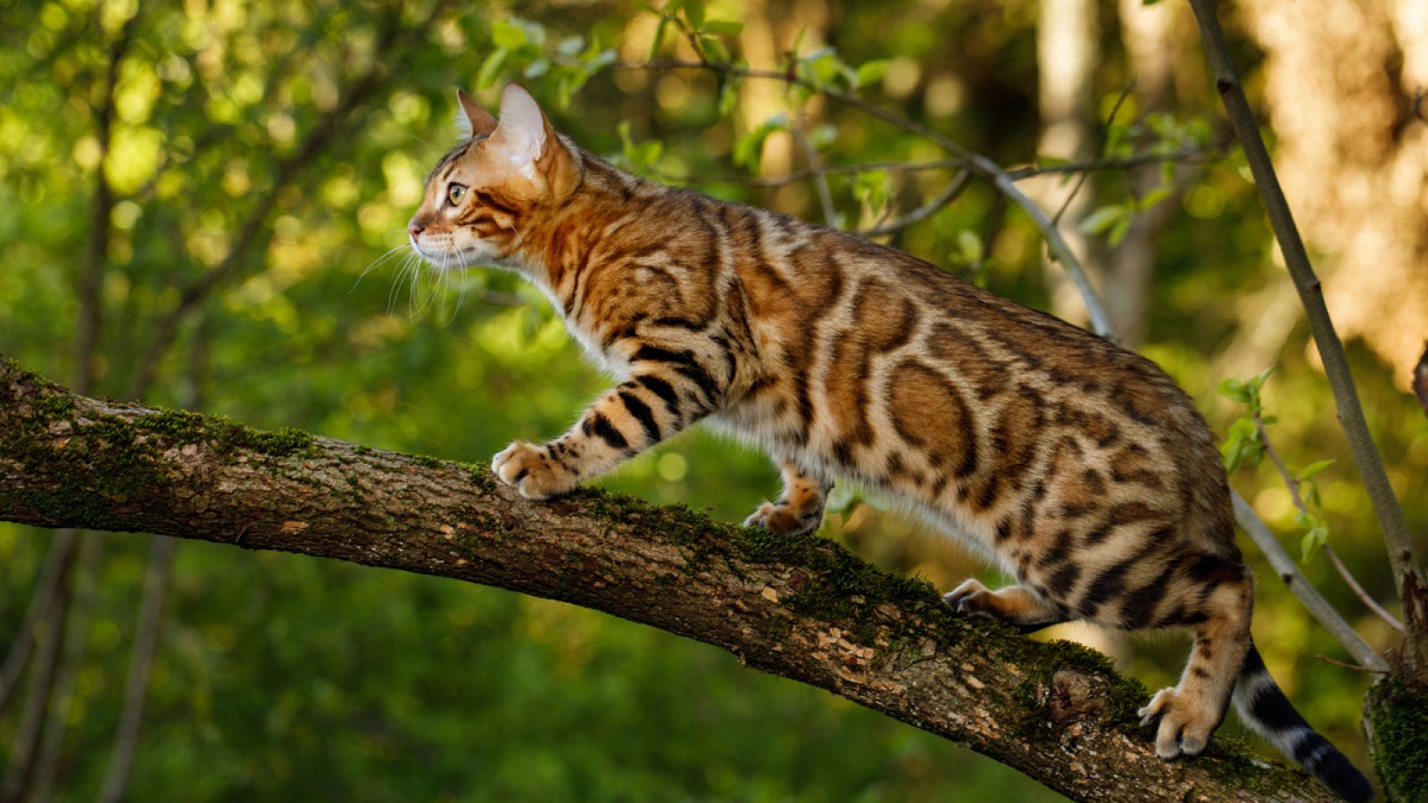 Un gato de Bengala