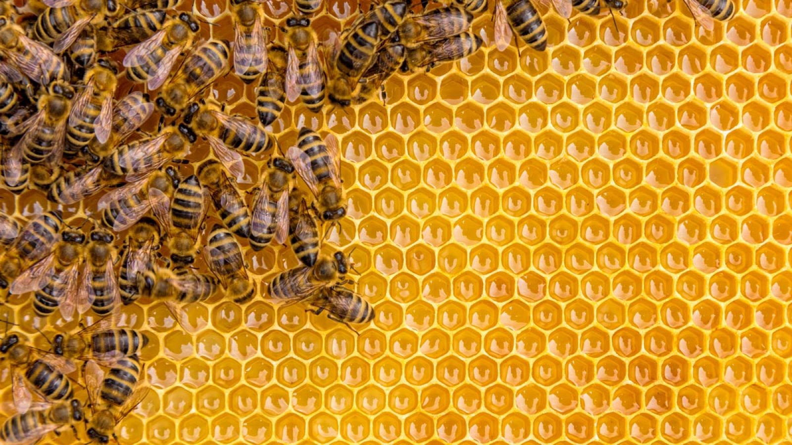 71 de los 100 cultivos que proporcionan el 90% de la alimentación mundial dependen de la polinización de las abejas.