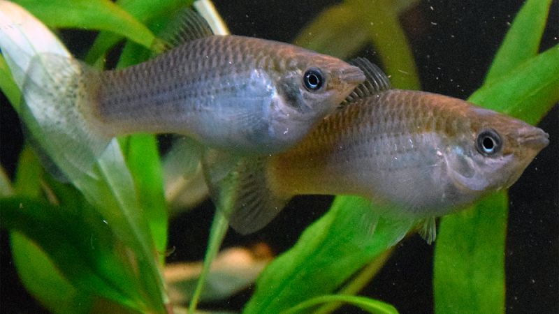 El Amazon molly se clona a sí misma de modo que cada cría es una copia genética exacta de su madre