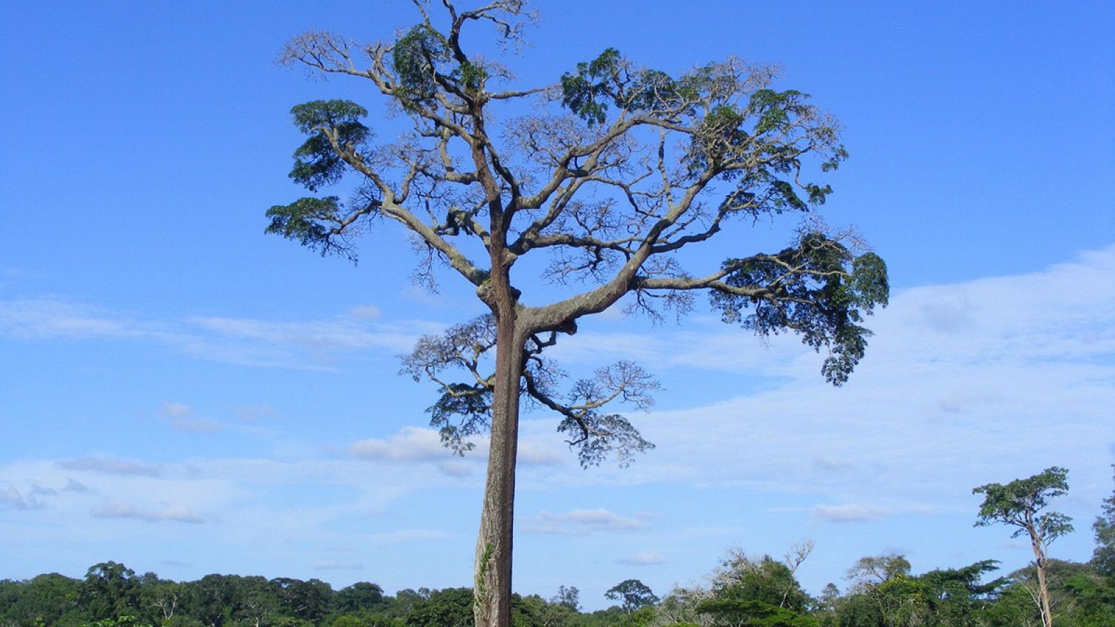 Un árbol Moabi