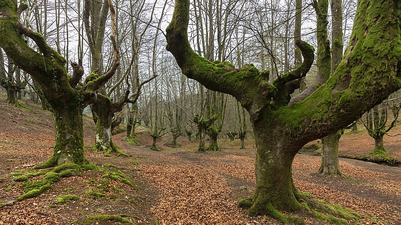 Hayedo de Otzarreta, en el parque natural de Gorbeia, en Bizkaia