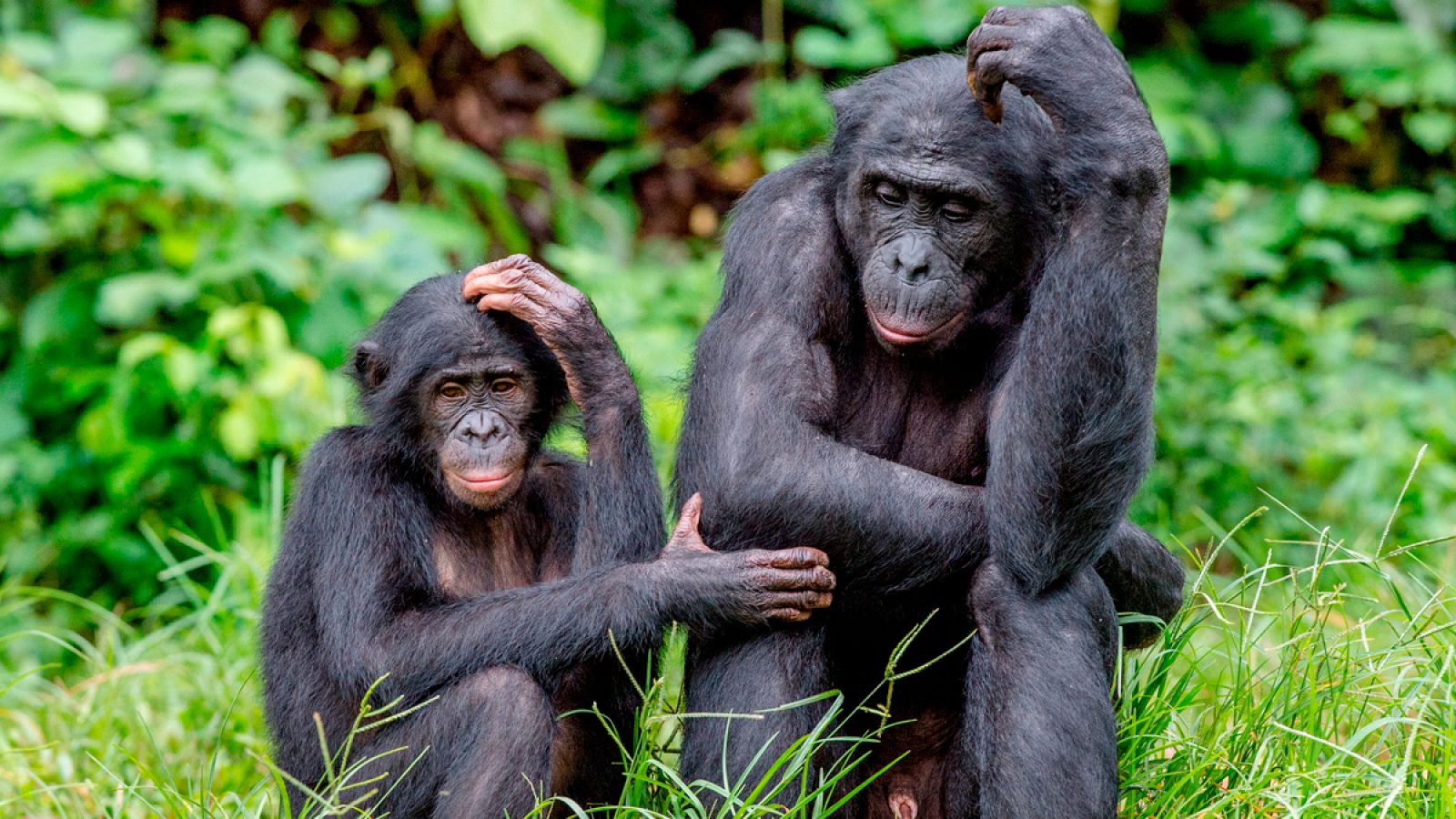 Una pareja de bonobos en su entorno natural.