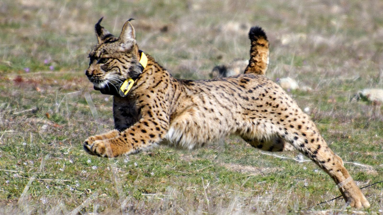 Según el estudio, Madrid es un "territorio propicio" para que el lince ibérico pueda asentarse.