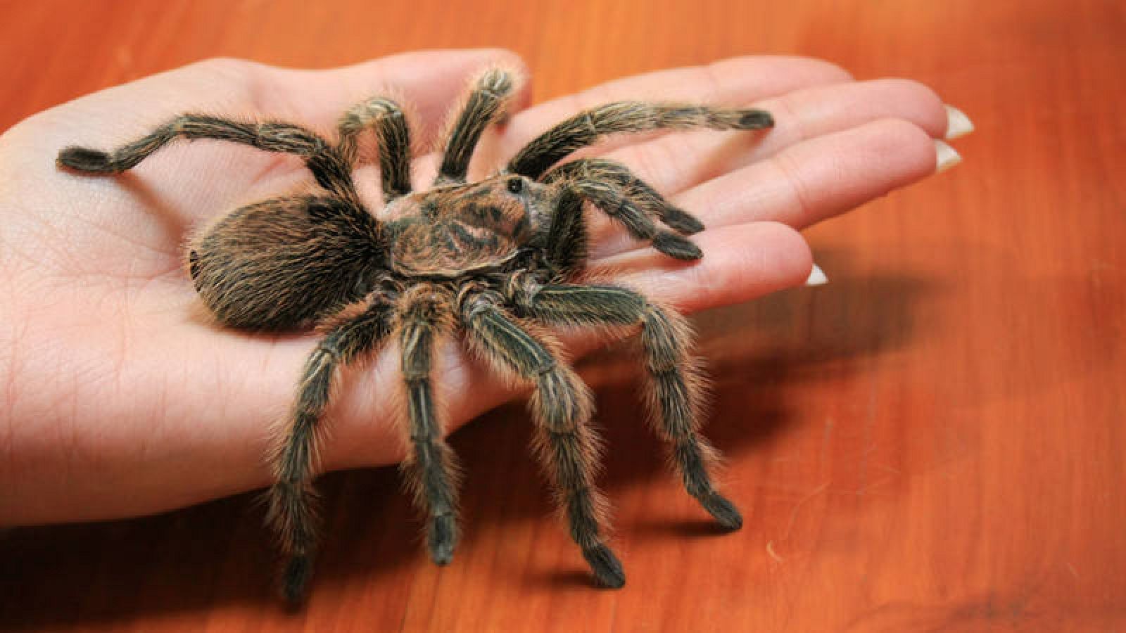 Resultado de imagen para tarantula