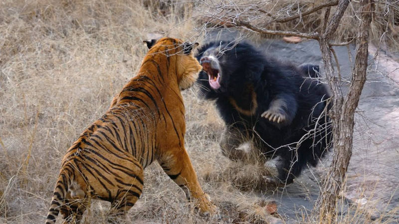 Inusual Pelea entre un Oso y un Tigre 