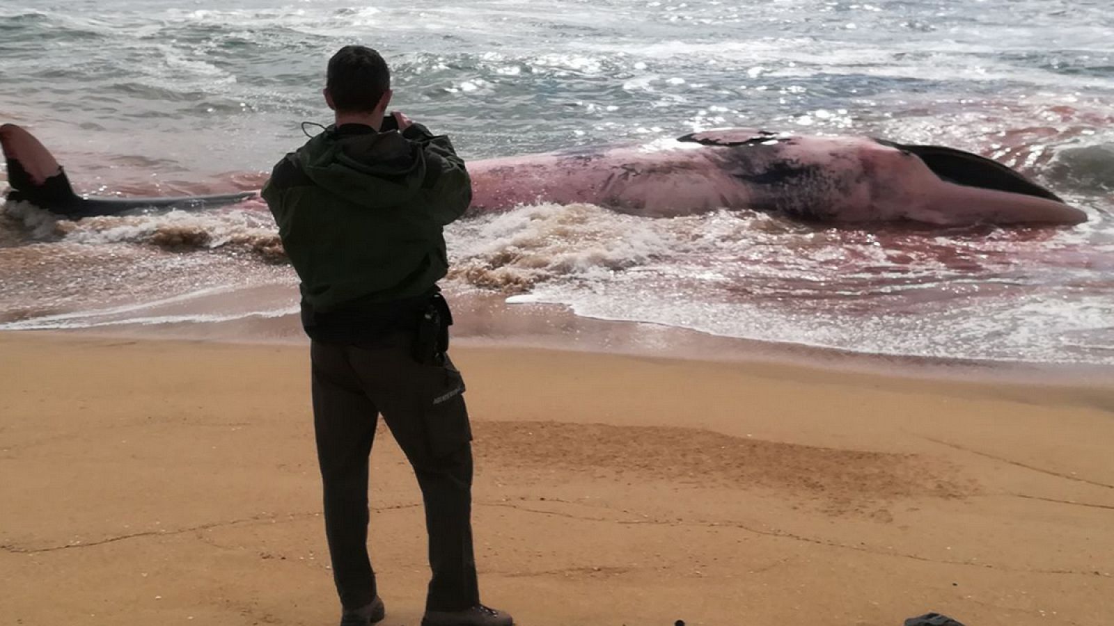 Imagen de la ballena rorcual común, publicada por el Ayuntamiento de Montgat.