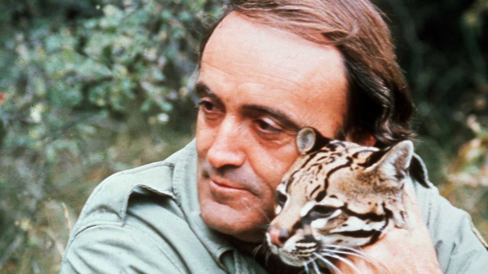 Felix Rodríguez de la Fuente, durante el rodaje de uno de los documentales de 'El Hombre y la Tierra', aparece con un ocelote.