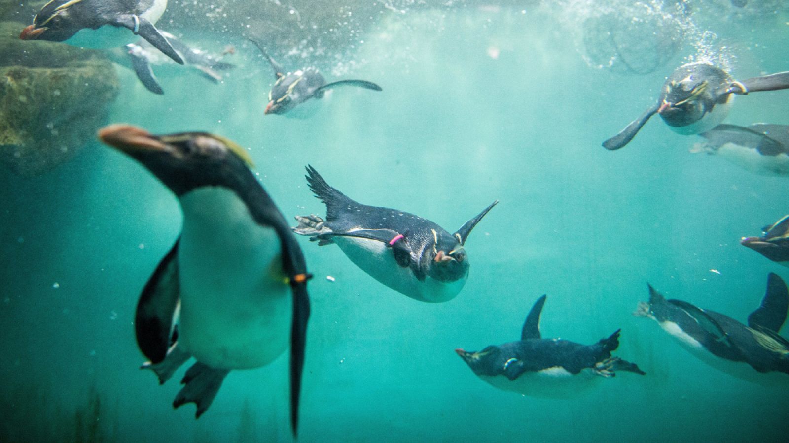 Varios ejemplares de pingüino de penacho amarillo, sumergiéndose en el agua.