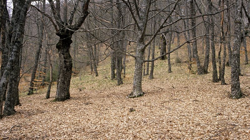 Montejo de la Sierra es uno de los municipios con mayor número de árboles singulares.