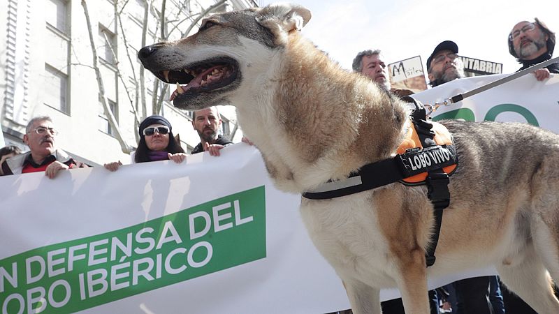 Manifestación convocada por las organizaciones Lobo Marley, Equo, Ecologistas en Acción, WWF y la Alianza Europea para la Conservación del Lobo