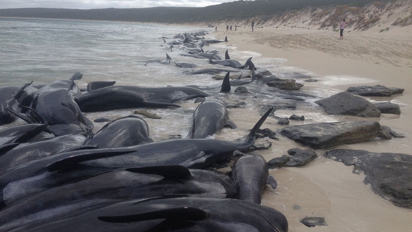 Imagen de las ballenas piloto que quedaron varadas en la playa de Hamelin Bay, en el sur de Australia.