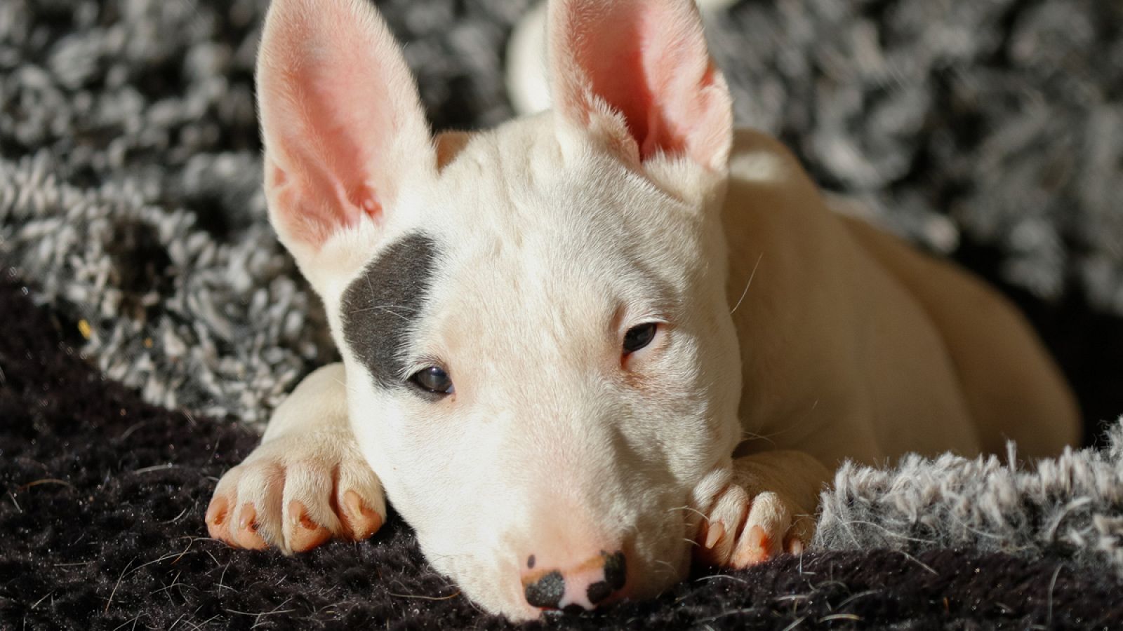 Los bull terriers sufren con frecuencia problemas de piel.
