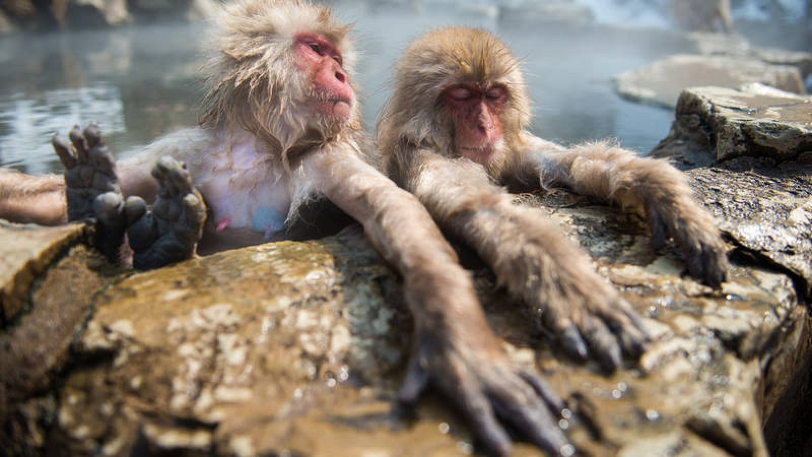 populares "monos nieve" japoneses las aguas como 'spas' - RTVE.es