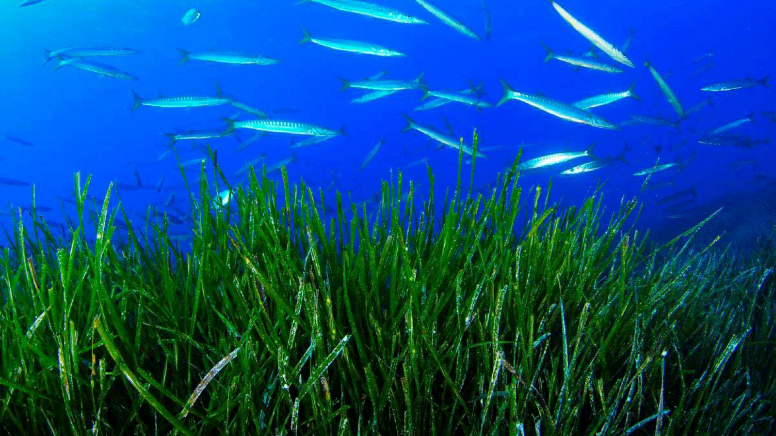 Imagen facilitada por Oceana,de un banco de espetones sobre posidonia, en Punta Rasa, Formentera.