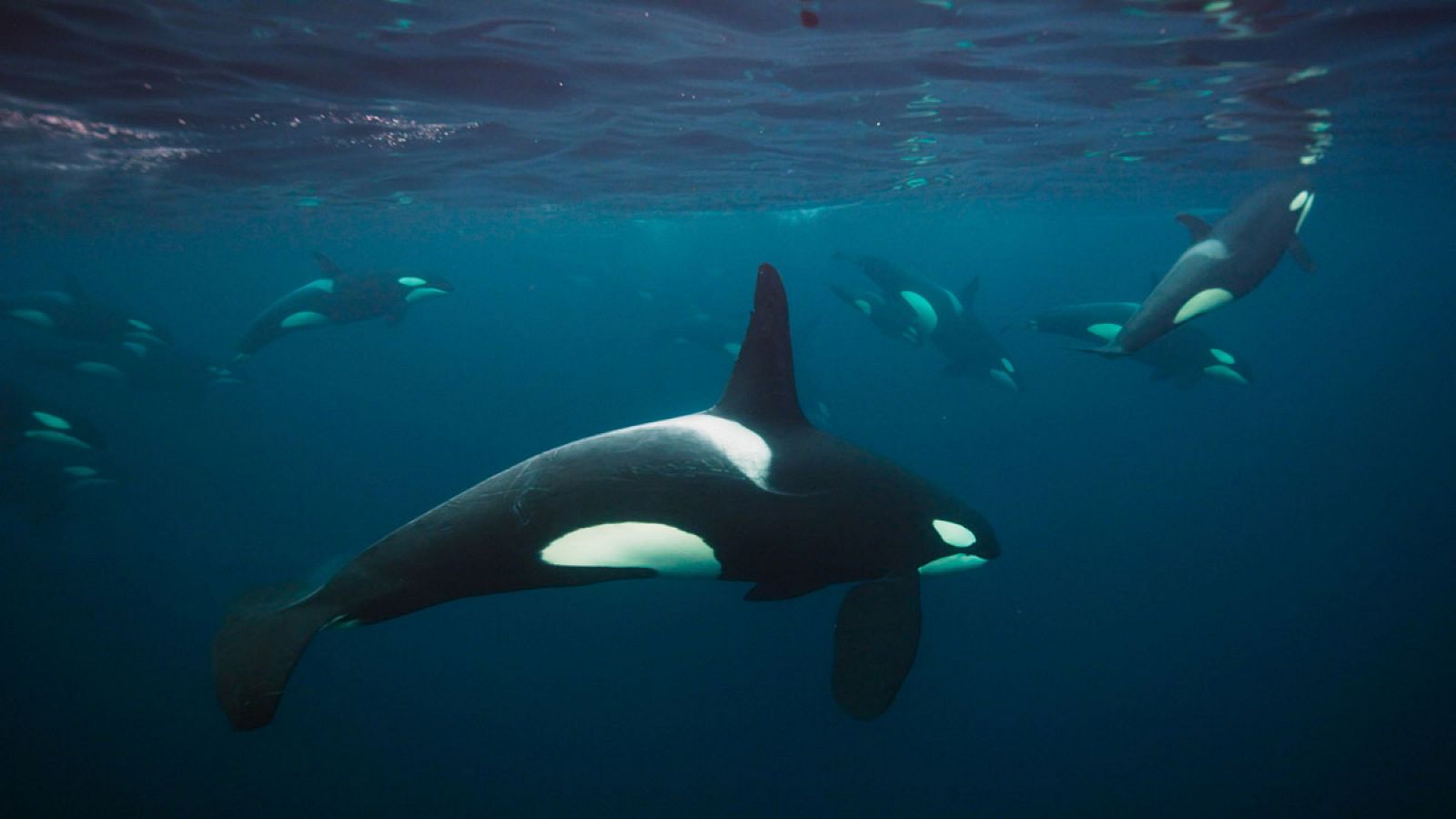 Fotografía cedida por la BBC Worldwide que muestra ballenas en el mar de Noruega