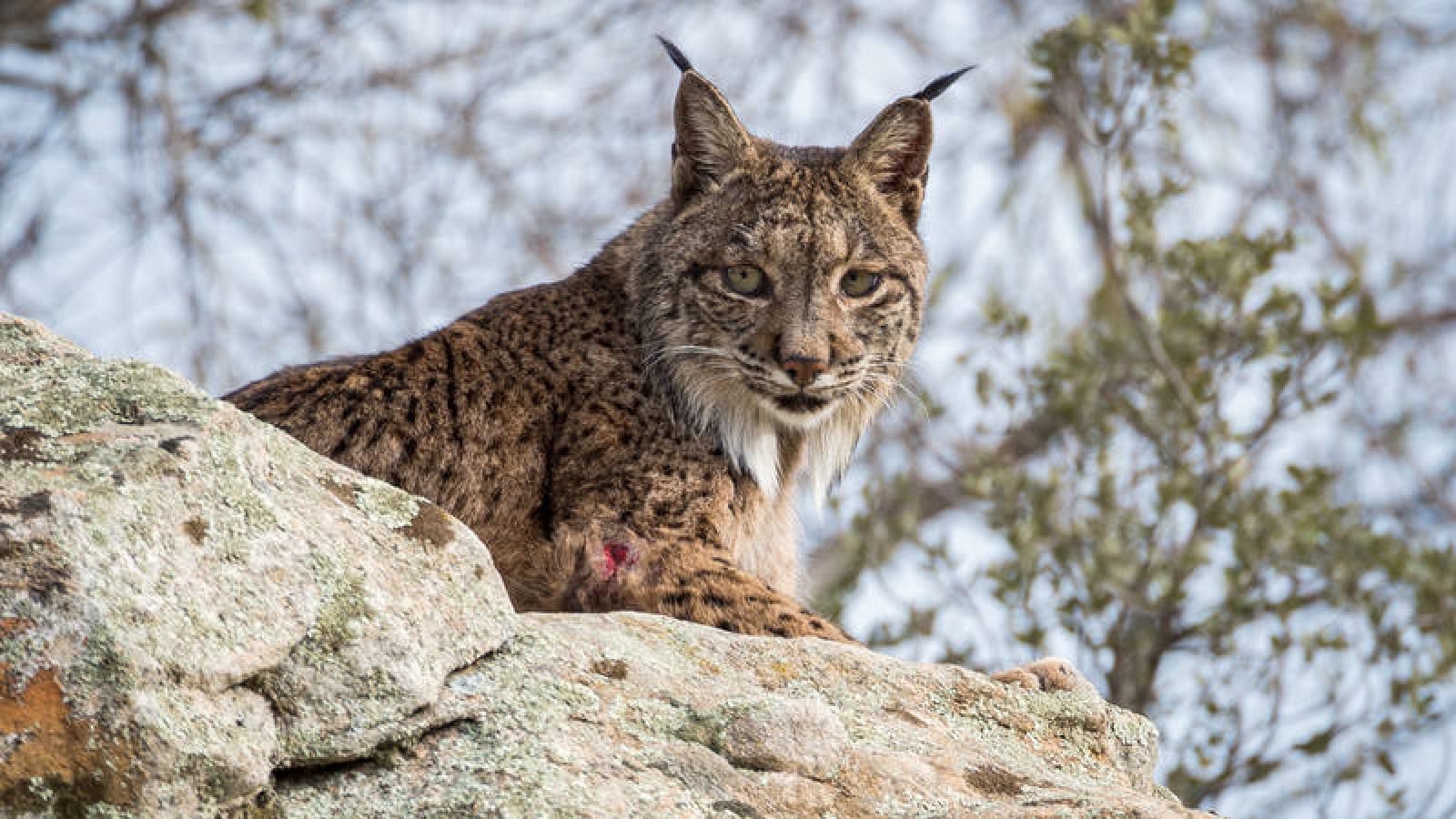 La catalogación del lince ibérico ha pasado de "en peligro crítico de extinción" a "en peligro", un escalón menos.