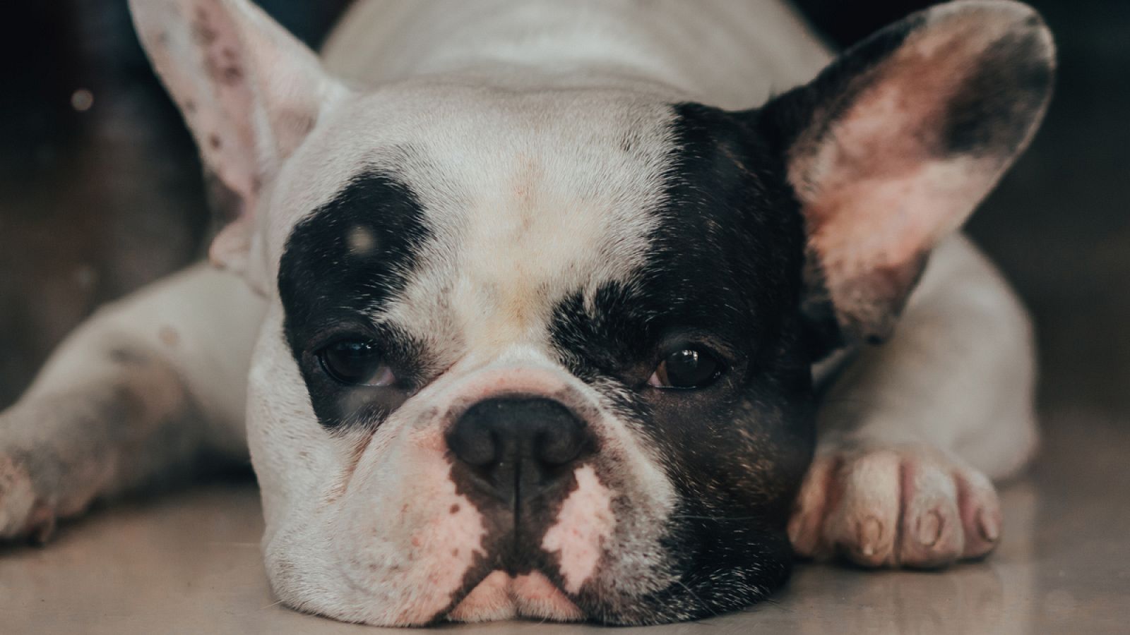 El incremento de la demanda del bulldog francés puede ser perjudicial para el bienestar de estos perros.