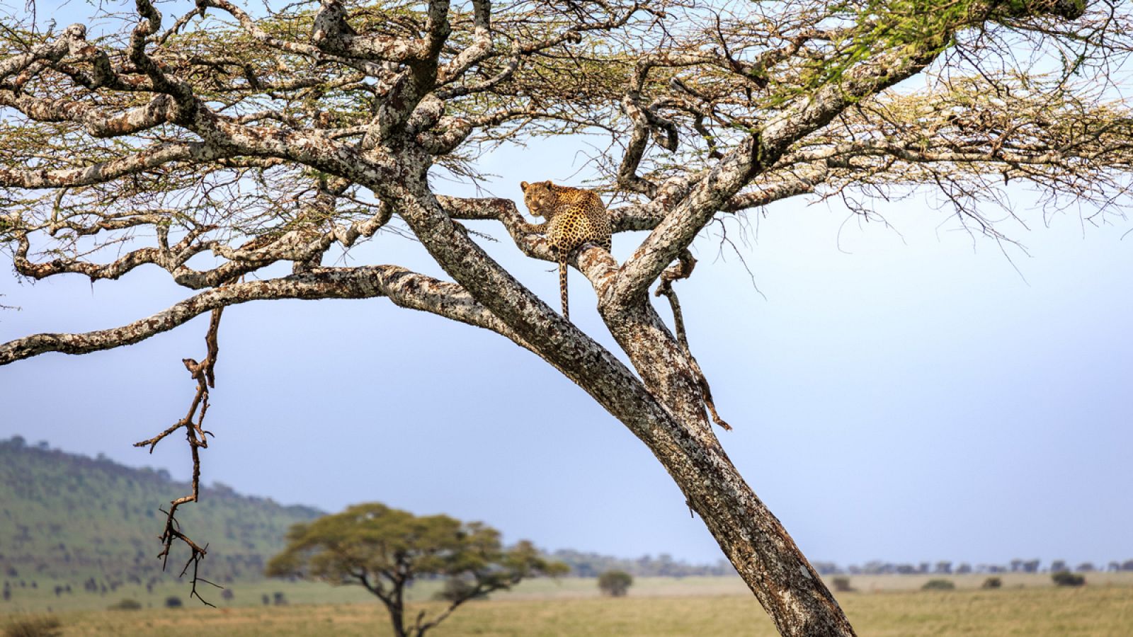 Imagen de archivo de un leopardo (Panthera pardus), descansando en la rama de un árbol.