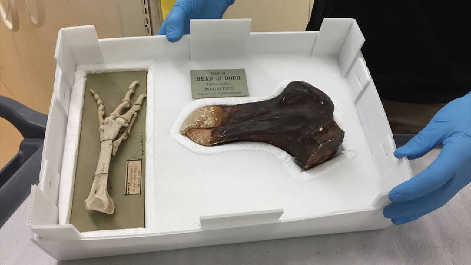 Restos de dodo pertenecientes al Museo de Canterbury.