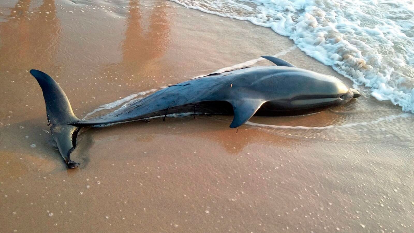 Un delfín varado en una playa