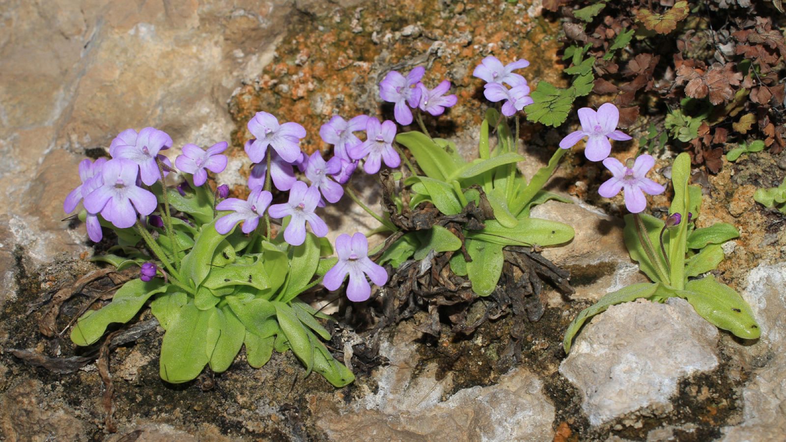 Pinguicula saetabensis pertenece a una especie inédita hasta ahora y endémica.