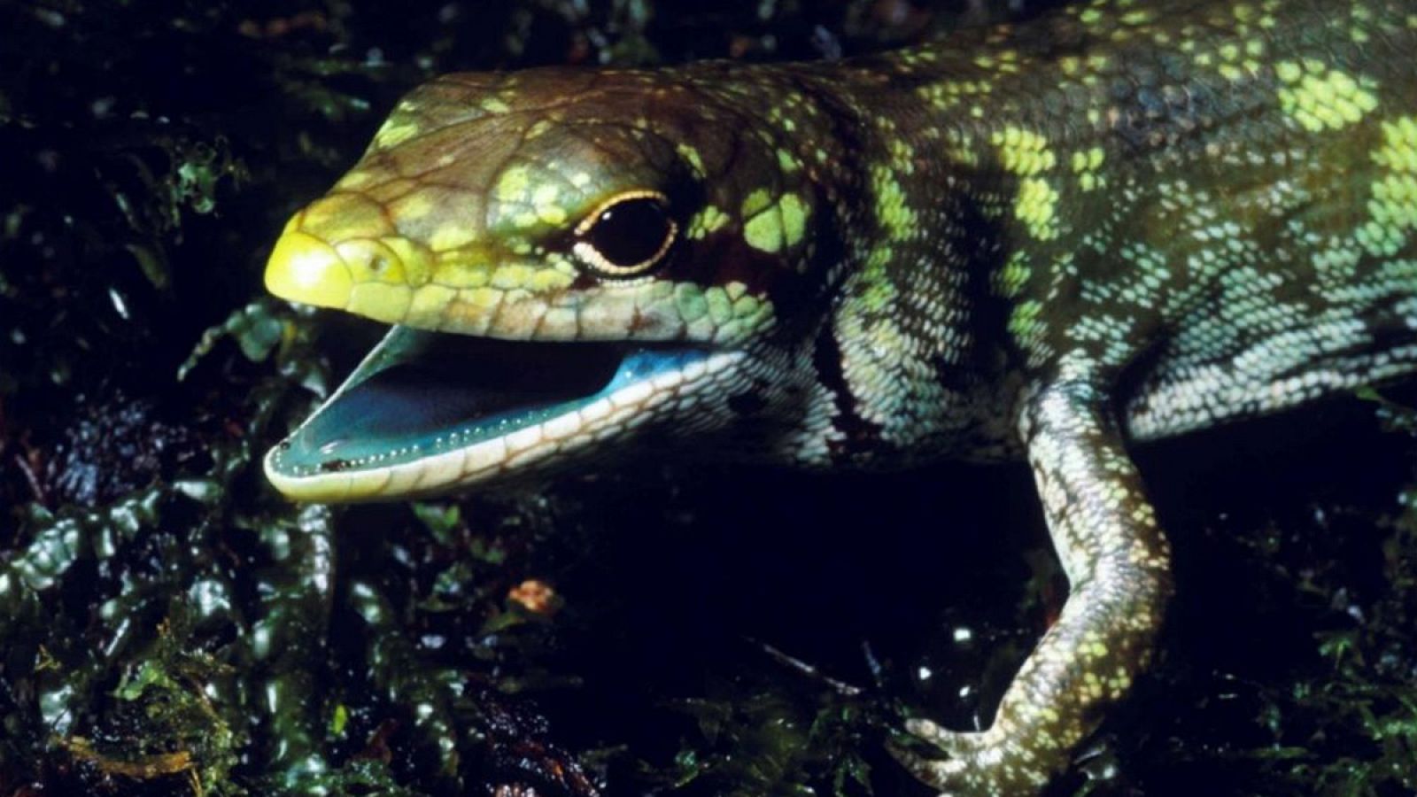 Ejemplar de Prasinohaema prehensicauda encontrado en Nueva Guinea.