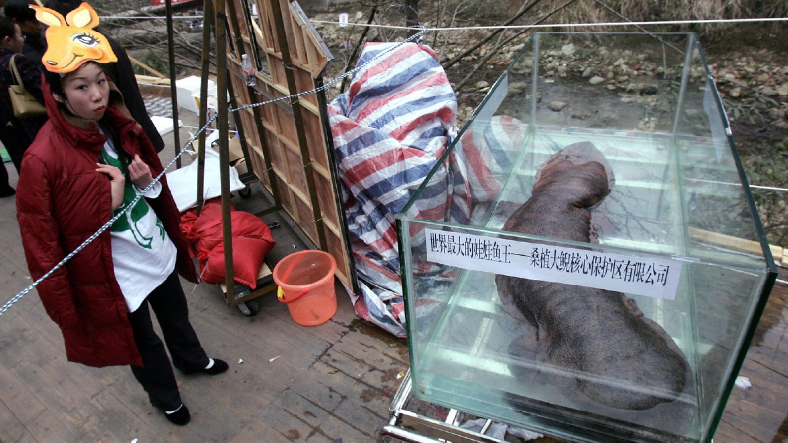 China tiene un programa en marcha para criar y liberar salamandras gigantes en la naturaleza.