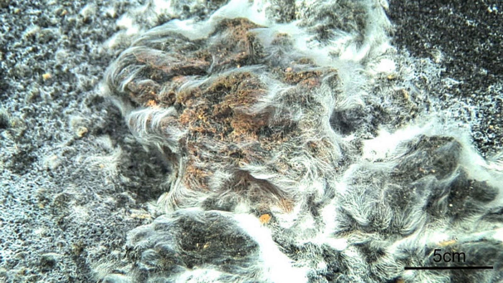 Thiolava veneris es una bacteria que produce estructuras largas y parecidas a pelos.