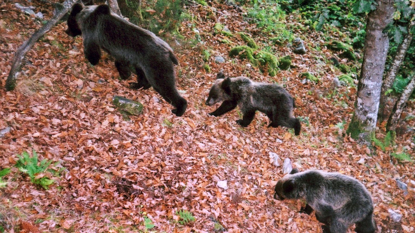 El oso pardo es una de las ¿especies paraguas¿ que han conseguido salir de una situación crítica gracias a la protección de su territorio.