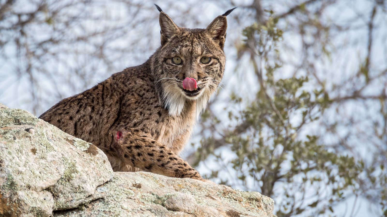 Imagen de archivo de un lince ibérico (Lynx pardinus).