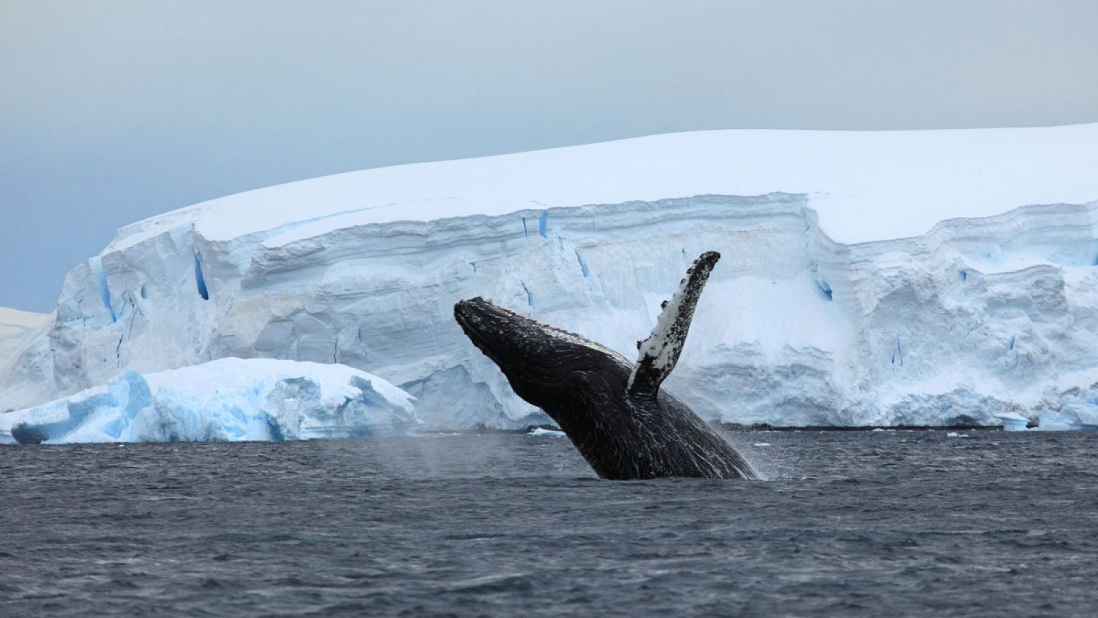 Greenpeace lamenta que ni siquiera el océano más remoto del planeta está libre del impacto dañino del ser humano.