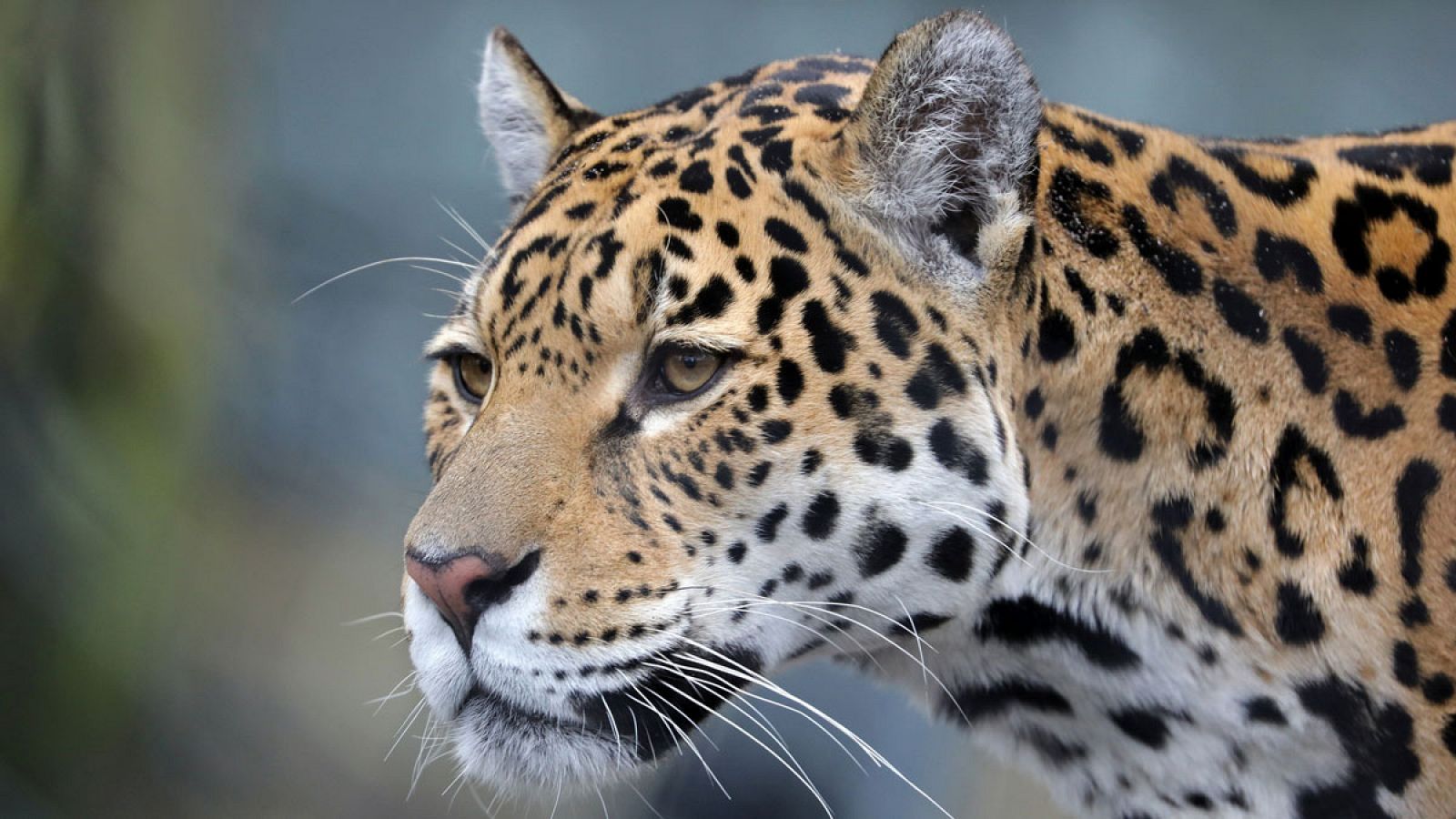 Imagen de archivo de un jaguar (Panthera onca).