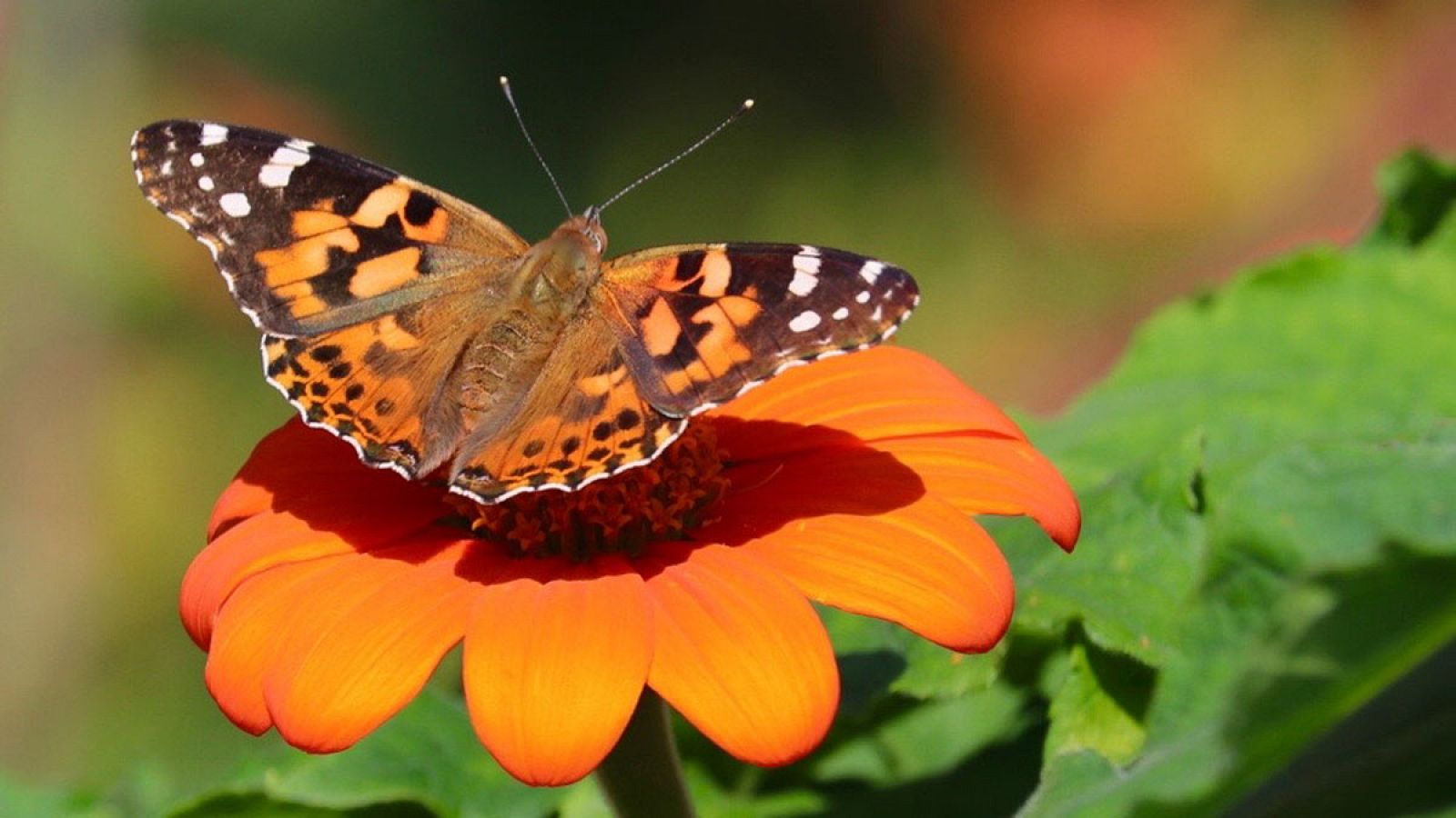 La mariposa de los cardos se instala en África tropical durante los meses de invierno.