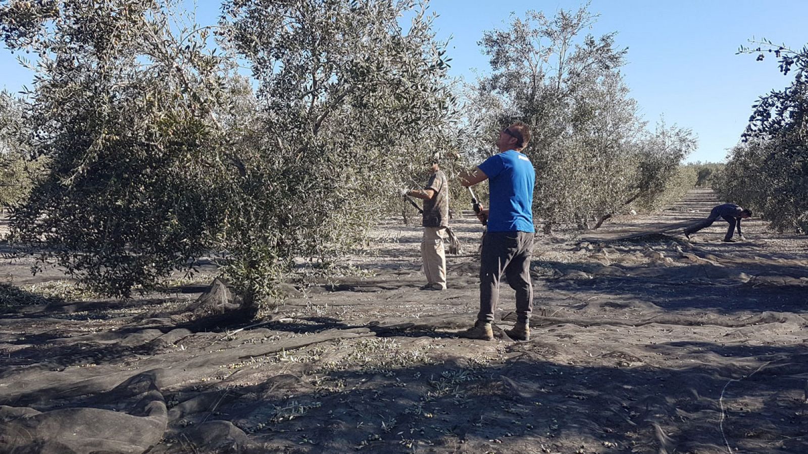 Recogida de la aceituna en la localidad sevillana de Arahal