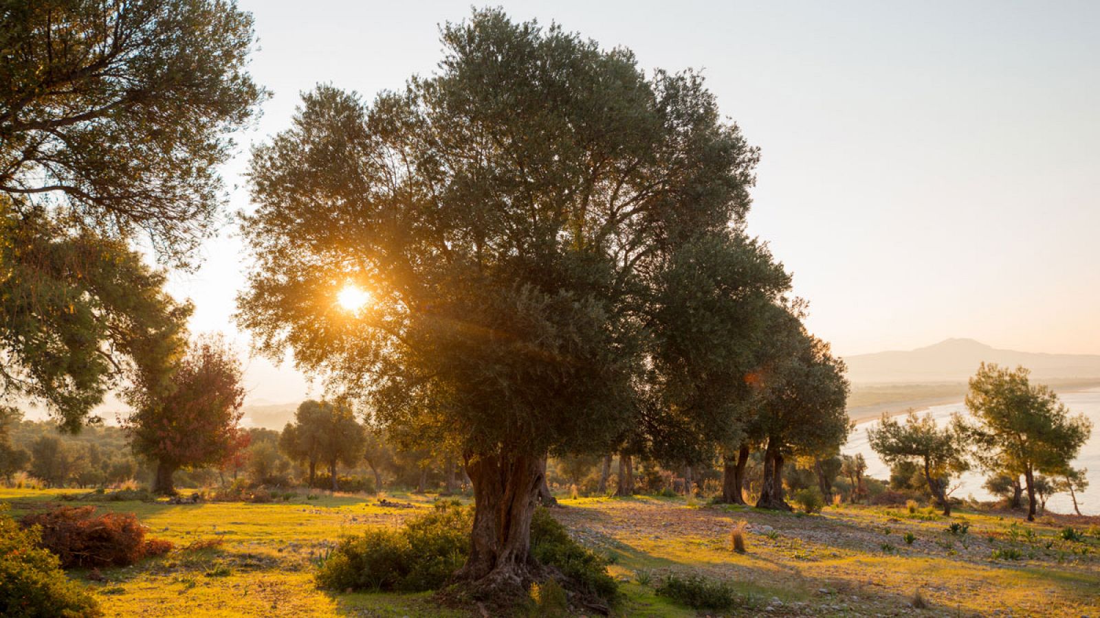 'Xylella fastidiosa' ya ha causado enfermedades en más de 350 especies vegetales, entre ellas los olivos.