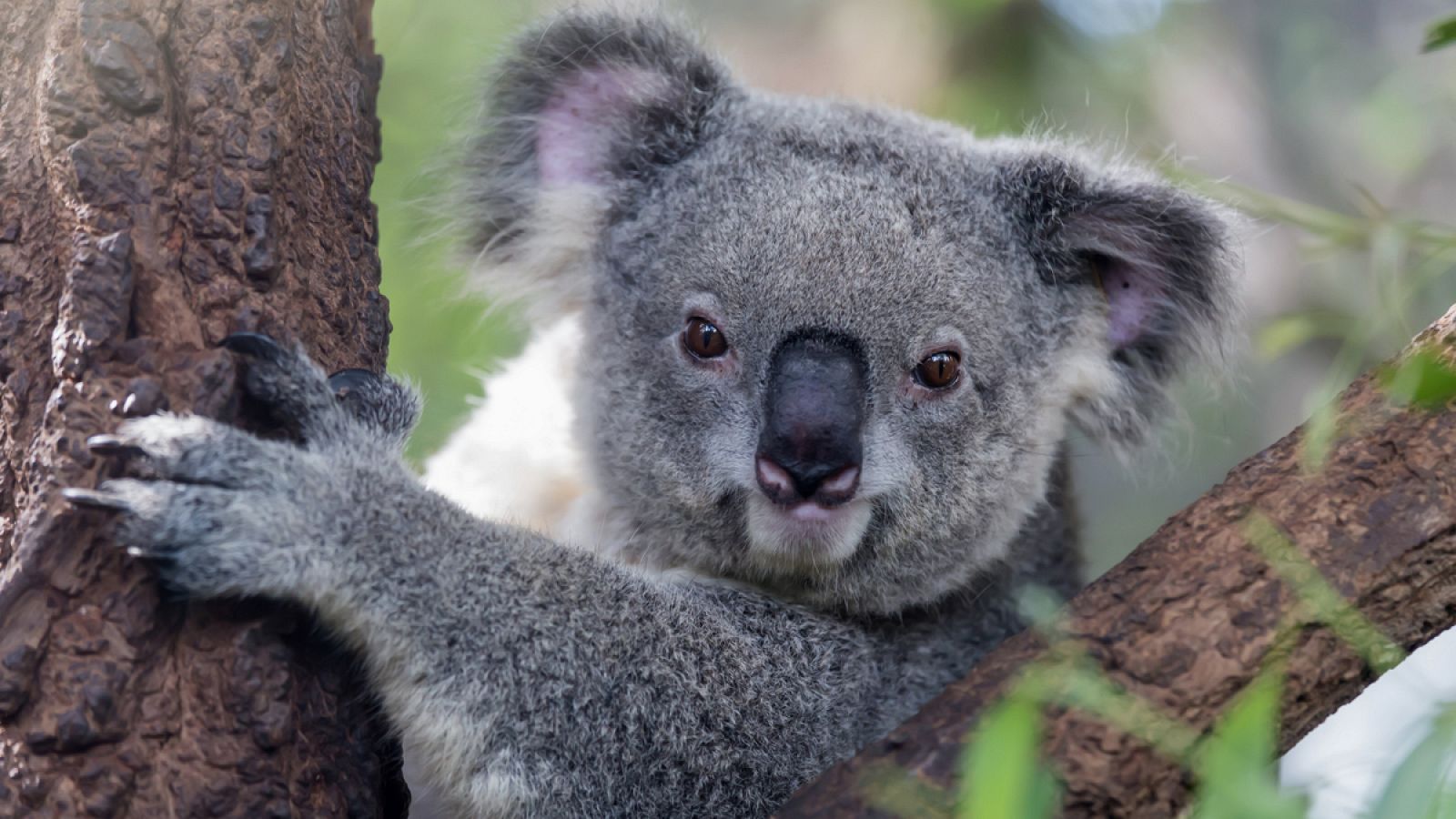 Se espera que las poblaciones de koalas disminuyan hasta en un 50% en los próximos veinte años.