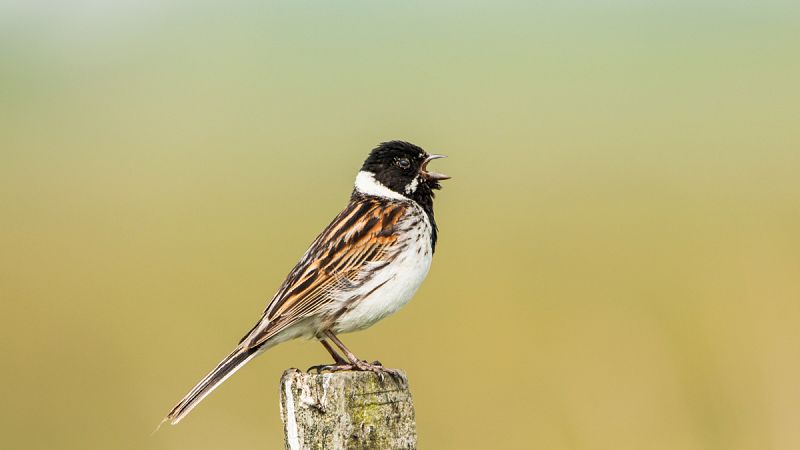 Ejemplar de "escribano palustre" (Emberiza schoeniclus).