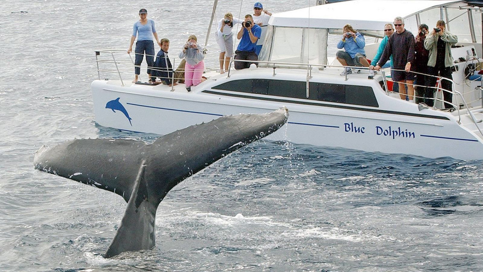 Imagen de archivo de una embarcación turística cerca de una ballena.