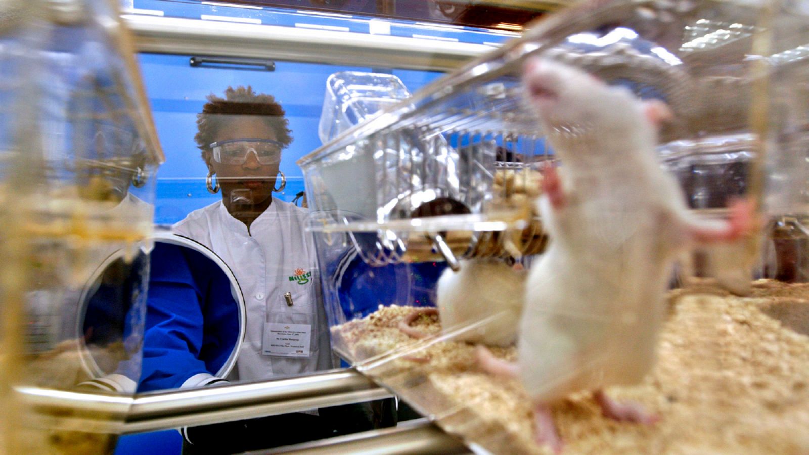 Una técnico comprueba el estado de una rata de laboratorio
