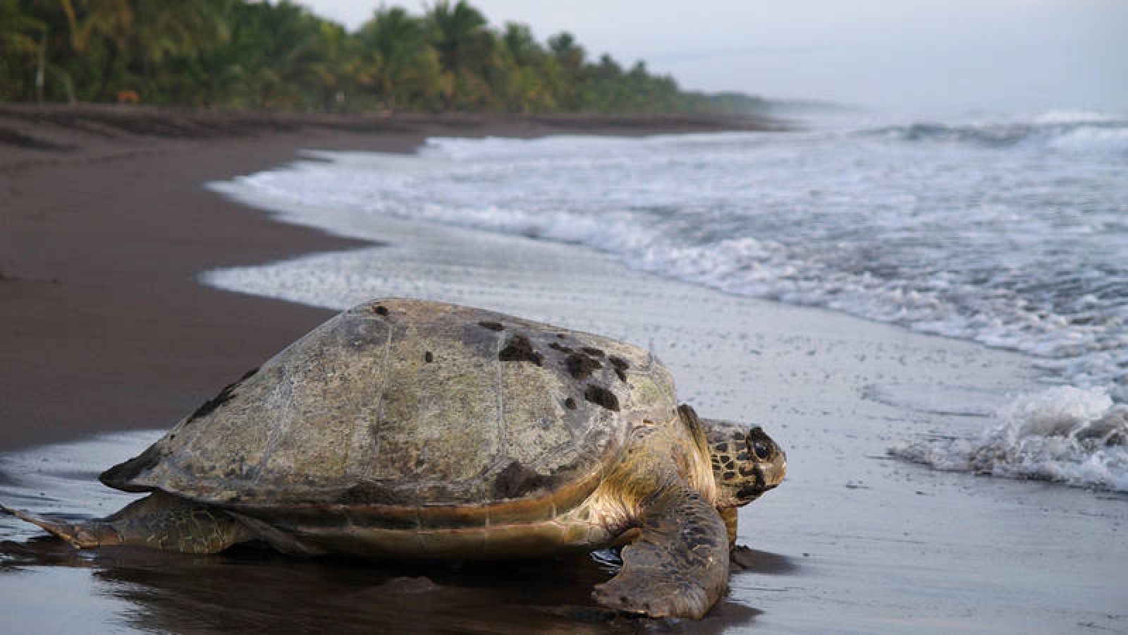 Parque Nacional Tortuguero, Costa Rica