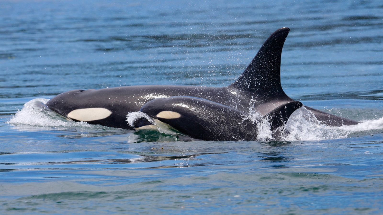 Una orca nada junto a su cría